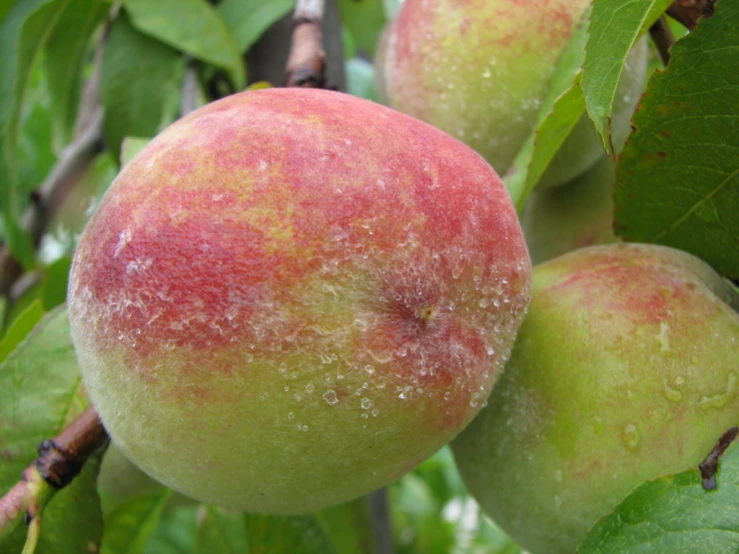 three apples sitting on top of a tree