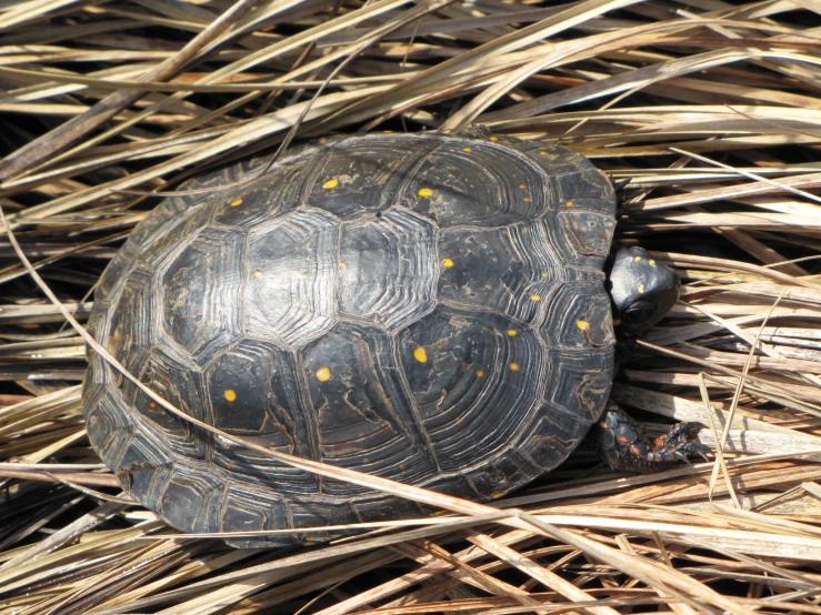 a turtle is resting on some hay