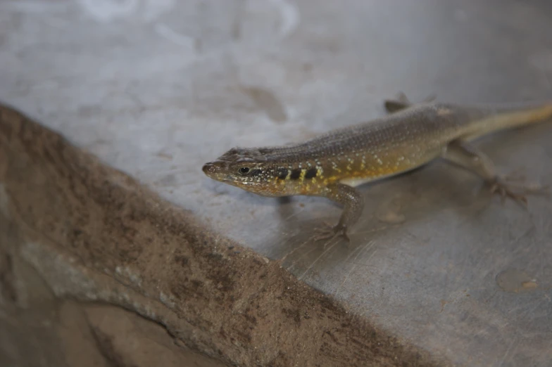 an orange and black lizard on rock looking