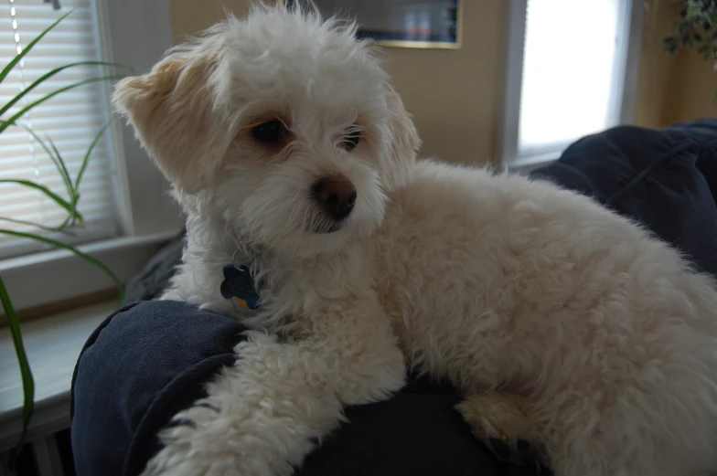 a small dog on a persons lap sitting on a couch