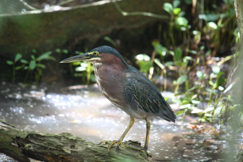 a bird standing on the side of a river