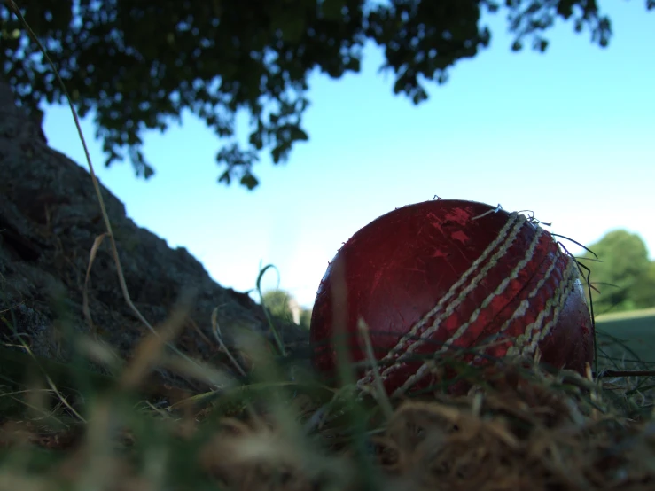 red cricket ball sitting in the grass under a tree