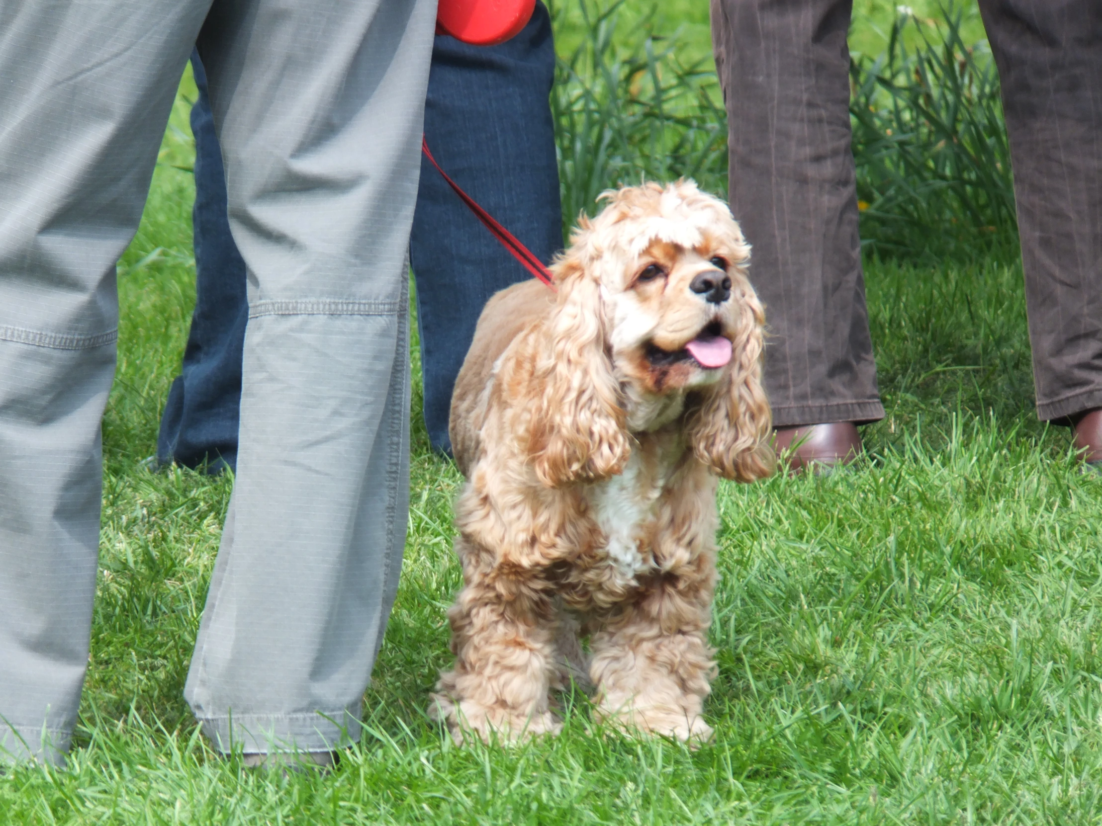 a dog being walked on leash by a group of people