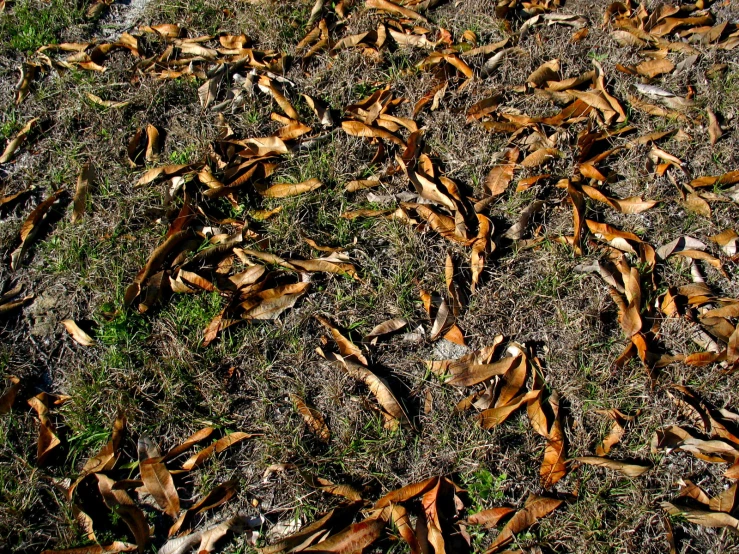 a bunch of dry leaves sitting on the ground