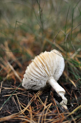 a mushroom laying on the ground in the grass
