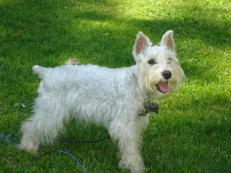 a white dog with its tongue out standing in the grass