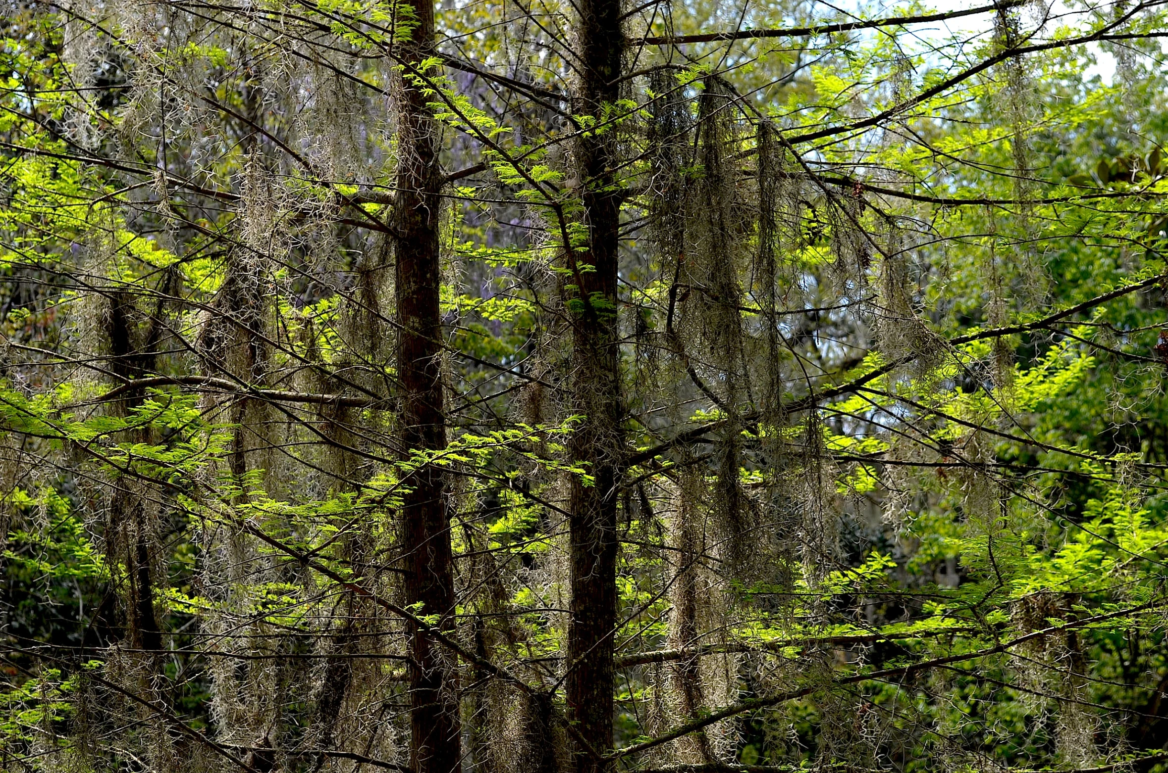 there are horses standing in the woods on the land