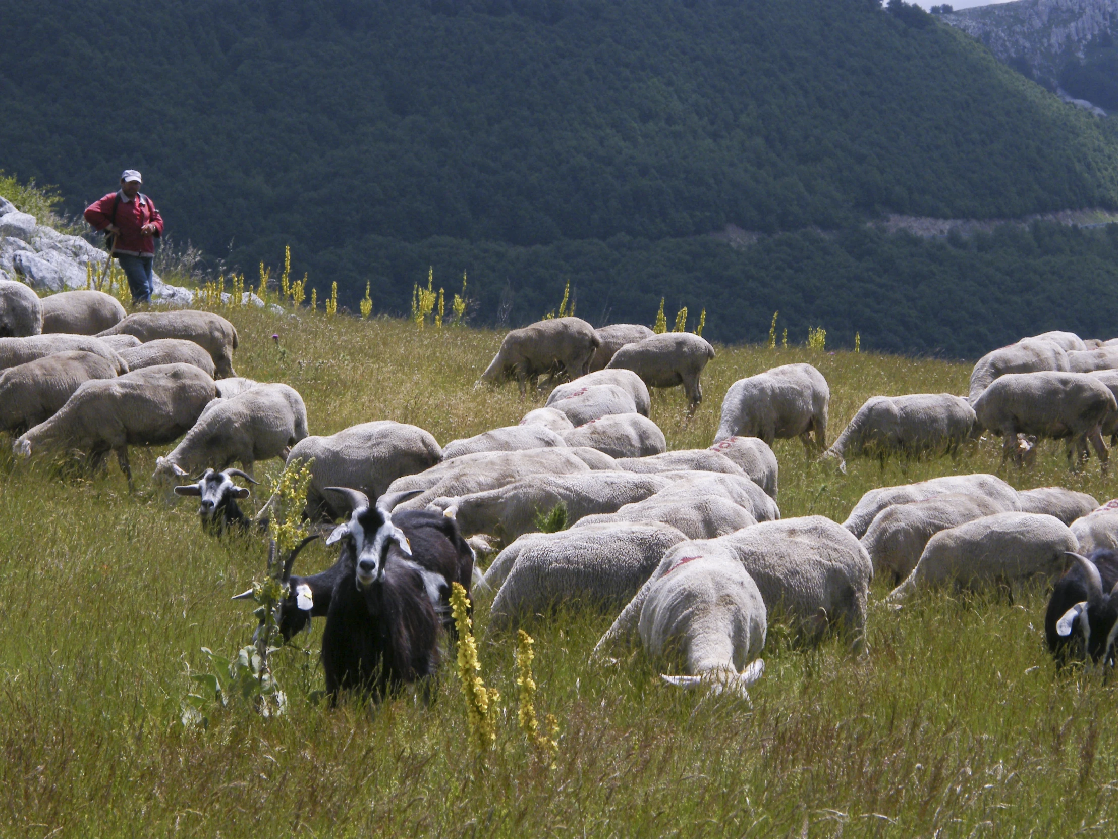 many sheep with one on and some on their backs grazing in a field