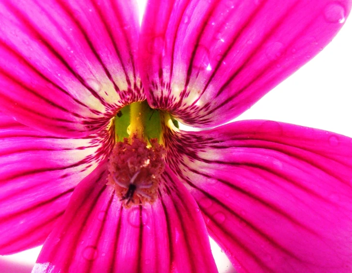 a pink flower with water droplets covering it