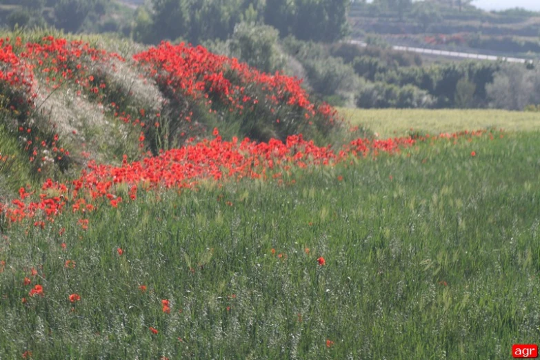 a field full of wild flowers near some trees