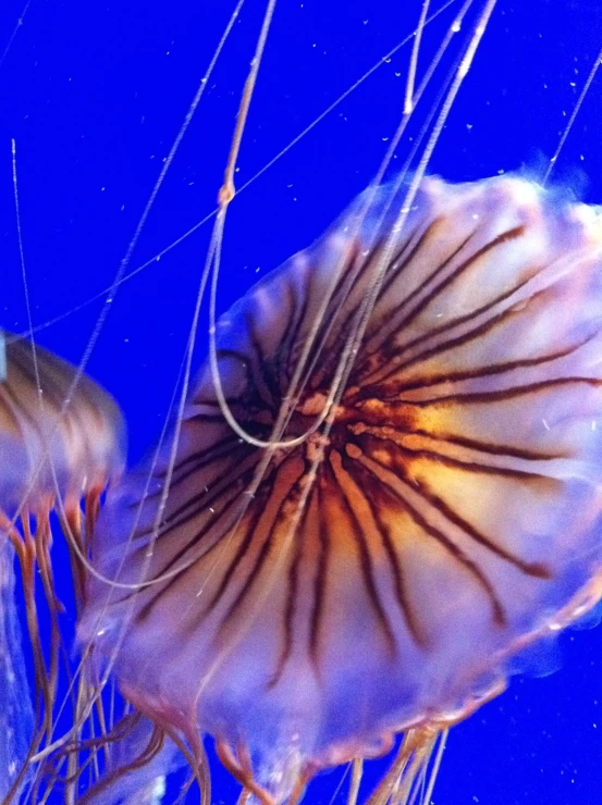 two jellyfish in their tank looking out the window