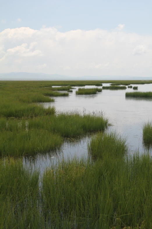 several water sources are shown near the grassy area