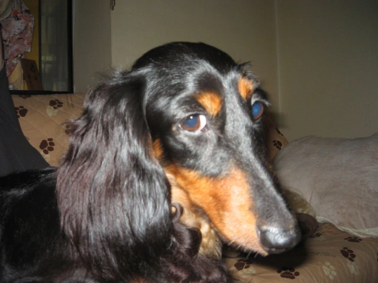 the dog is looking at soing outside the room