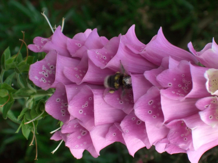 a bee is flying in the center of purple flowers