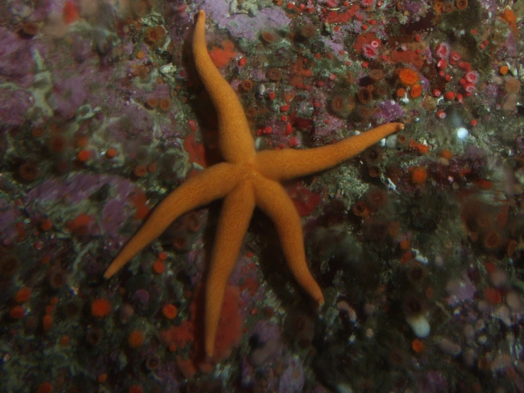 a bright, yellow starfish resting in purple reef with small holes