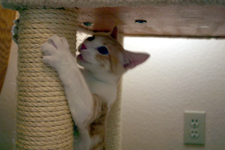 a cat with its front paws on top of a scratching post