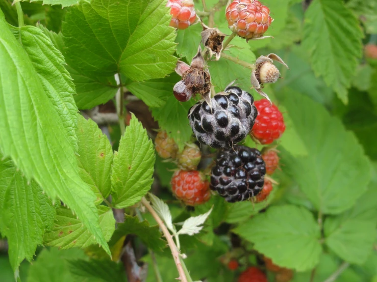 several berries and raspberries hang from the nch of a tree