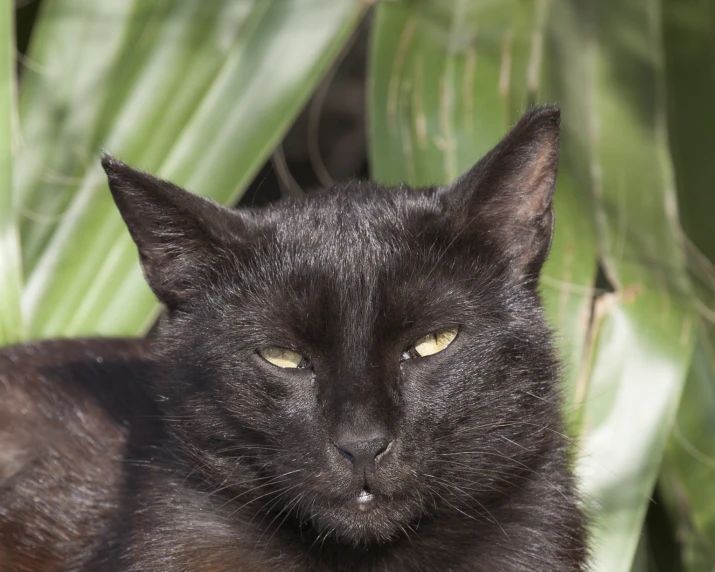 a close up view of a black cat's face