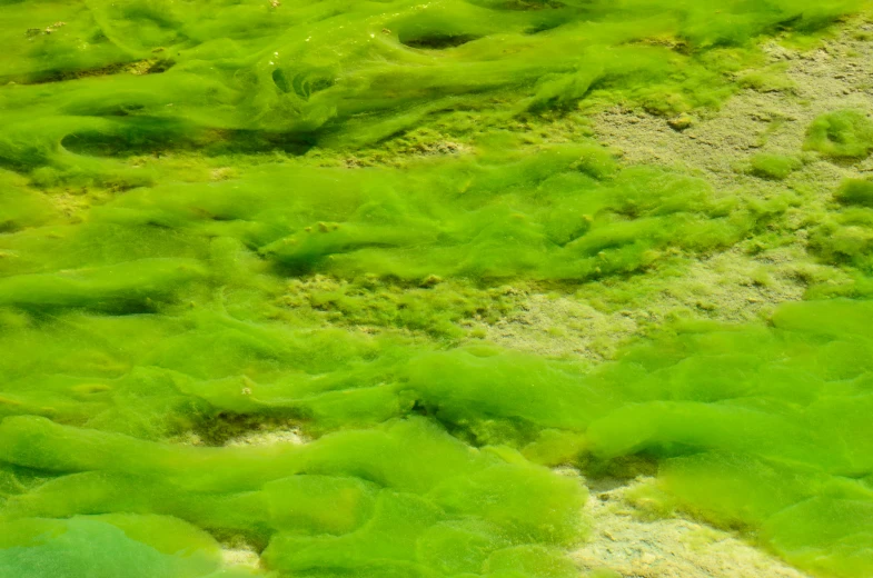 green algae moving in and out of the water