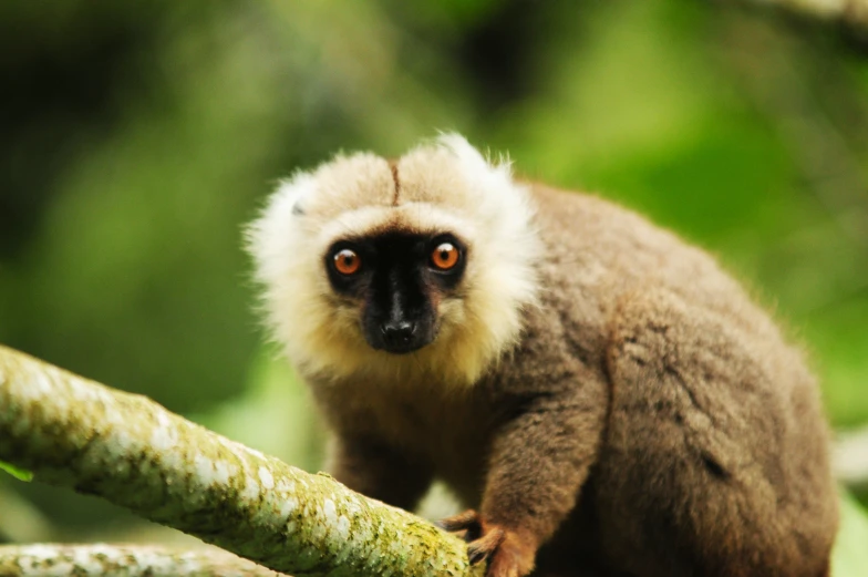 a monkey is perched on top of a tree