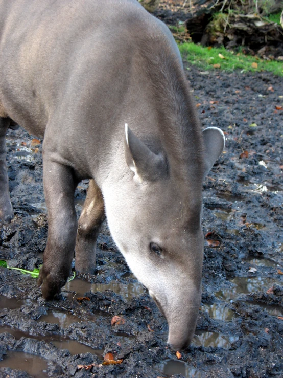 an animal that is on the ground with a drink