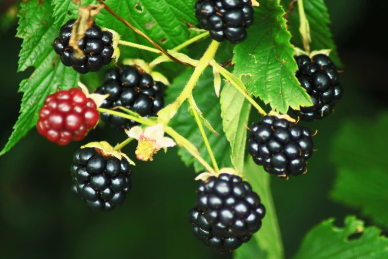 the berries are hanging on the leaves of the tree