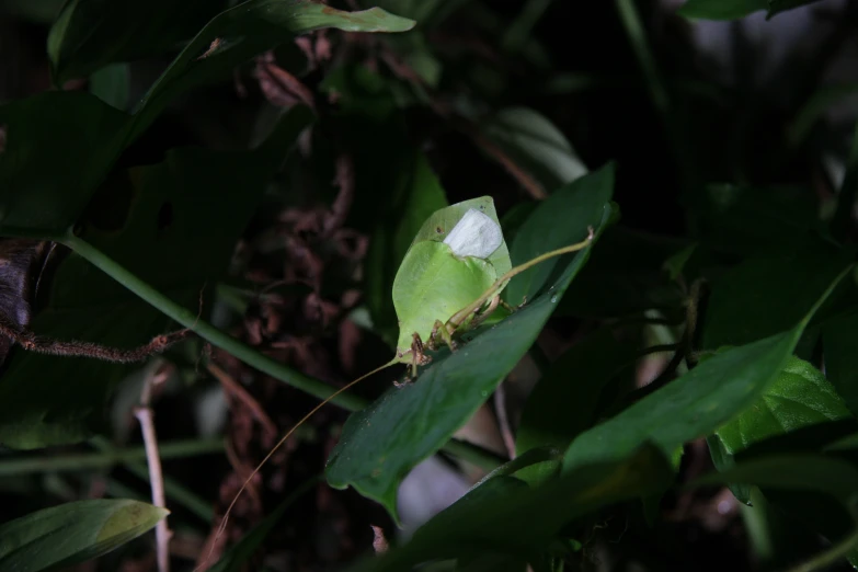 a green bug on a green leaf with dark background