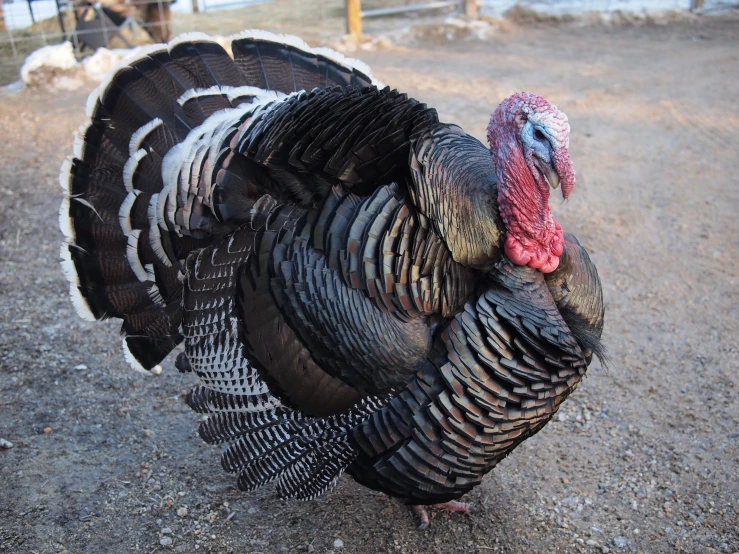 a turkey that has been pographed in front of its pen