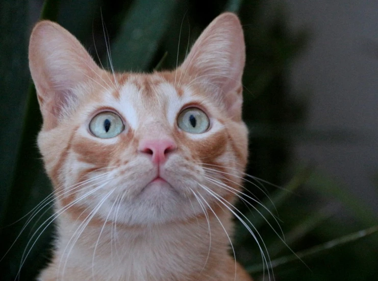 an orange cat with big eyes staring at the camera