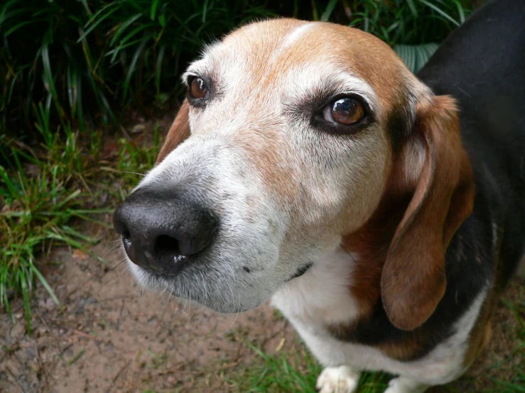 a brown and black dog has one eye wide open