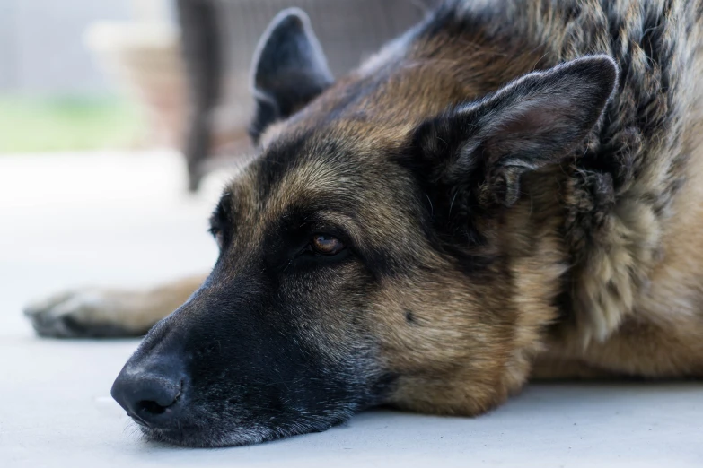 a big brown dog laying down on the ground