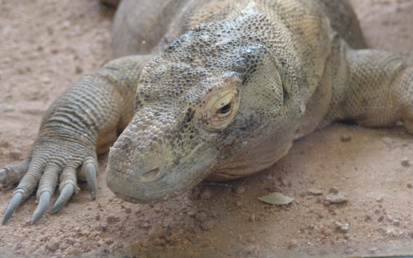 the large lizard is laying on the ground