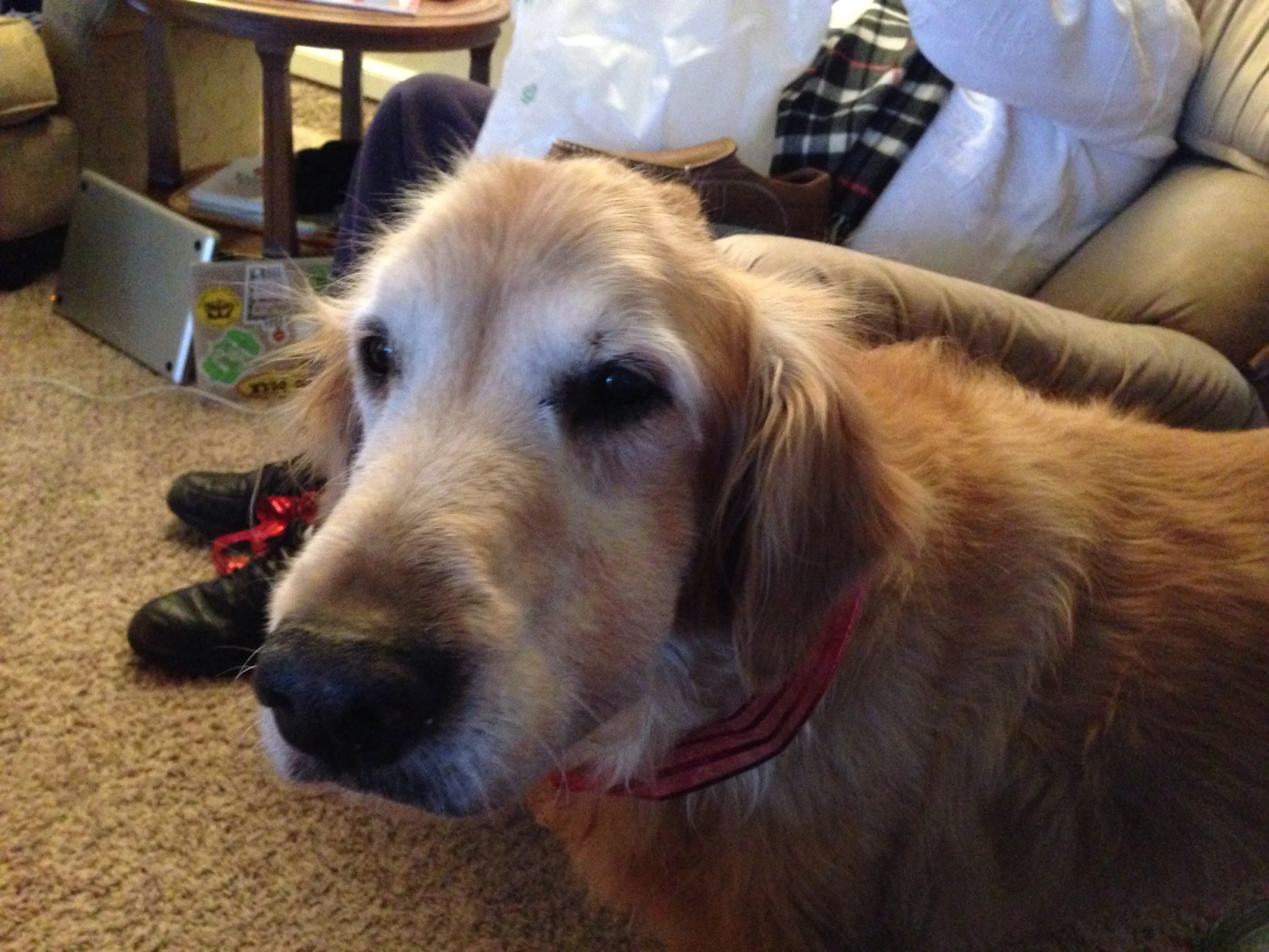 a brown dog lying on a carpeted living room floor