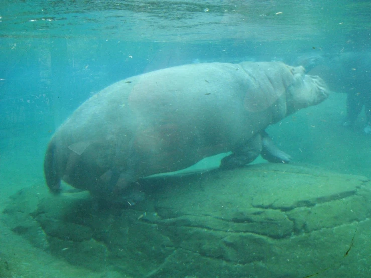 the large hippo is standing on a rock