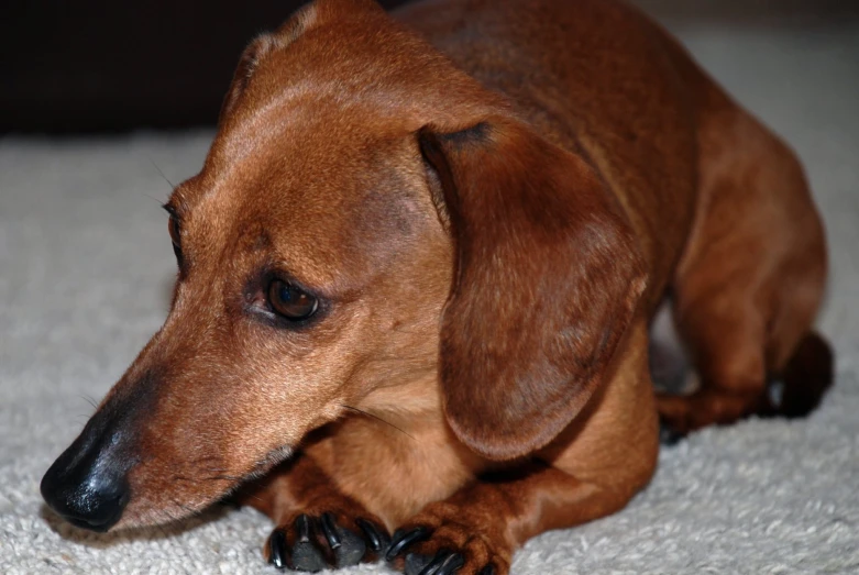 a brown and black dog is laying down