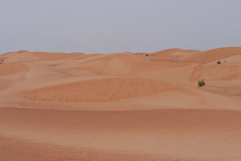 a horse is standing in the middle of the desert