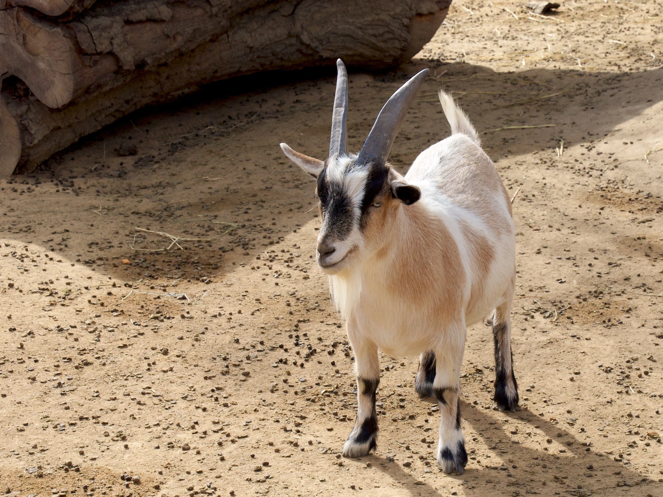 a goat with large horns in the dirt