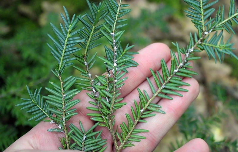 a person is holding two plants in their hand