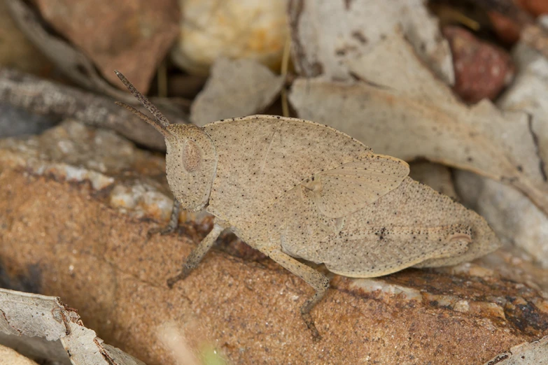 a leaf insect on some wood chips in the dirt