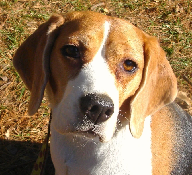 a dog stares at the camera with grass behind him