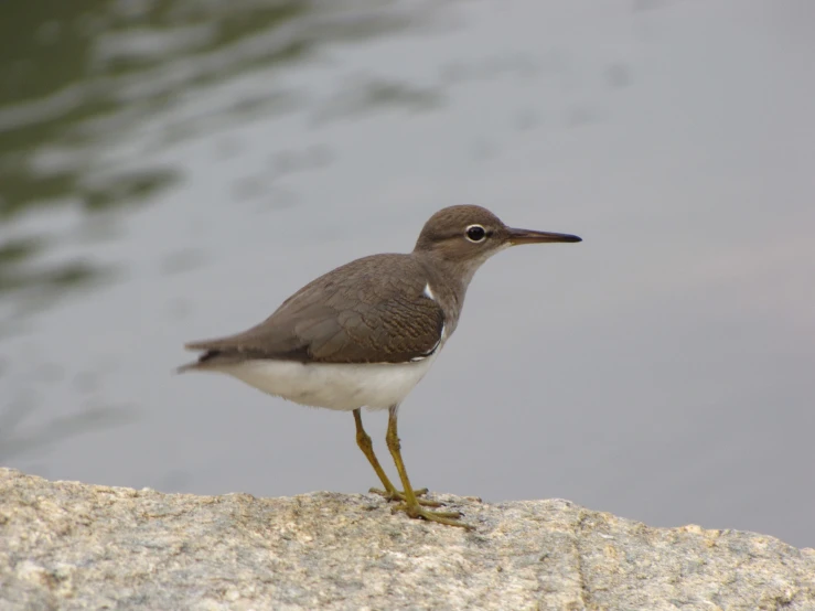 a bird is standing on a rock near water