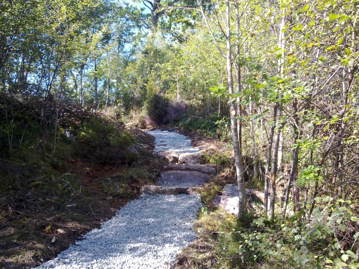 small river in the middle of some tree lined area