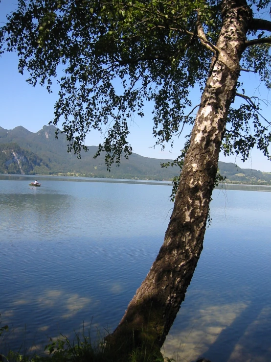 the tree next to the water is tall