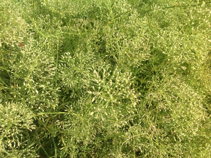 the top of an allot of grass in a field