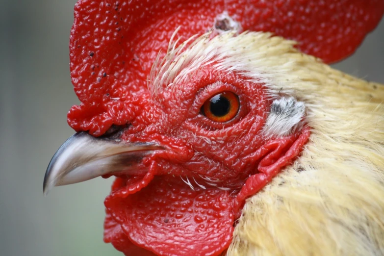 the rooster is red and white with large ears