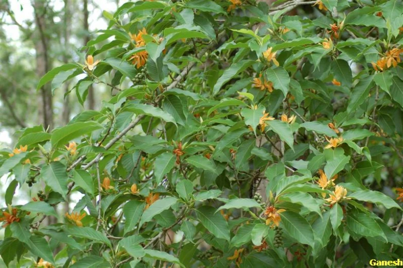 there is a bush that has lots of little flowers on it