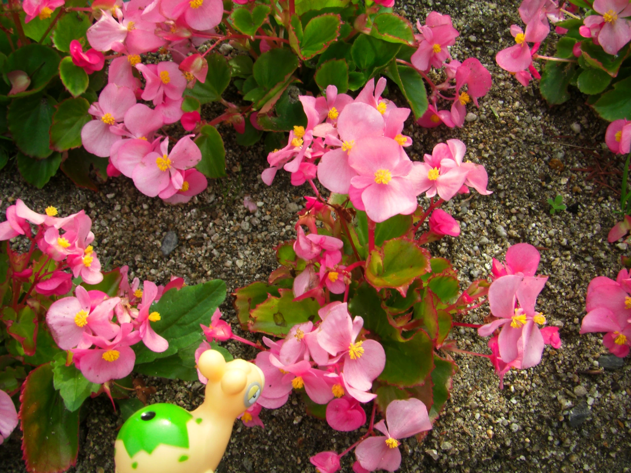 there is a yellow frog figurine next to pink flowers