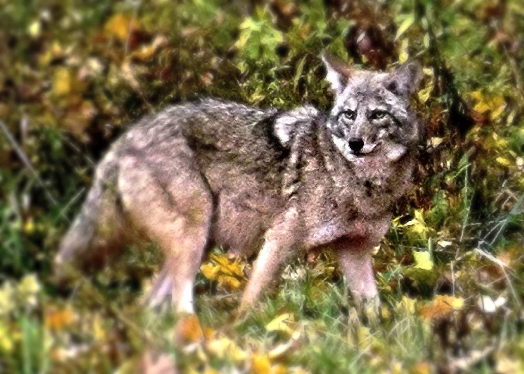 an old wolf standing in a field next to flowers