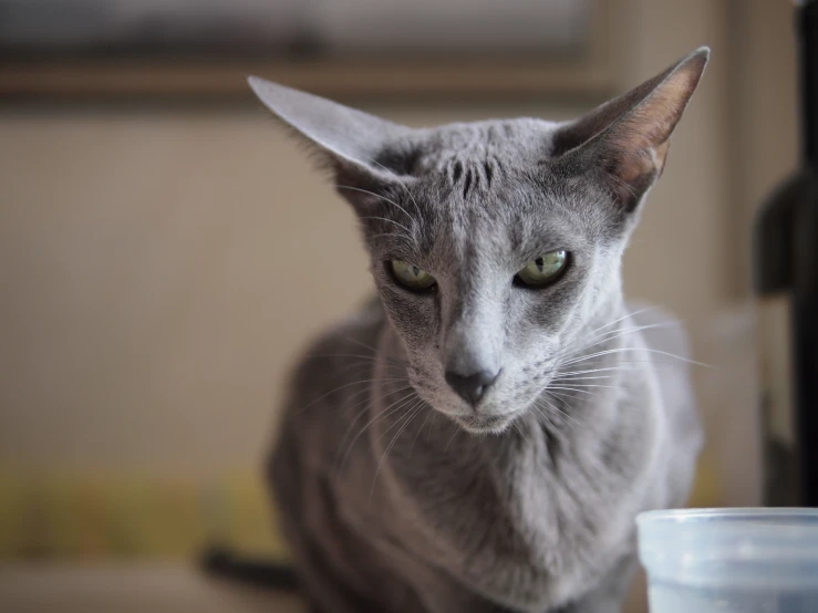 a cat with green eyes staring into the camera