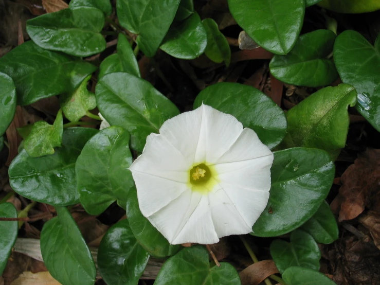 a white flower is on some green leaves